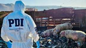 PDI detuvo a hombre por maltrato animal en Arica