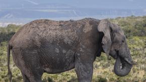 Un turista español muere en Sudáfrica pisoteado por un elefante Un turista español muere en Sudáfrica pisoteado por un elefante