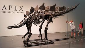 Se subastará en Francia el fósil del dinosaurio más grande jamás puesto a la venta Se subastará en Francia el fósil del dinosaurio más grande jamás puesto a la venta