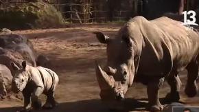 Rinoceronte blanco y panda rojo: Los imperdibles del Buin Zoo en estas vacaciones de invierno 