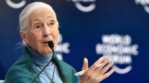 Jane Goodall: Quién es la famosa defensora de la naturaleza que visitará Chile (y salió en Los Simpson)