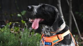 Conoce a Suki, el único perrito chileno que detecta fugas de agua mientras juega