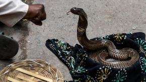 Hombre mató a mordidas a serpiente venenosa en India: Reptil lo había atacado Hombre mató a mordidas a serpiente venenosa en India: Reptil lo había atacado