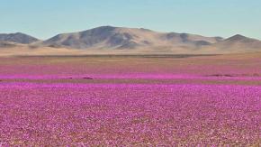 Se adelantó el desierto Florido: Así se ve en pleno invierno el Desierto de Atacama