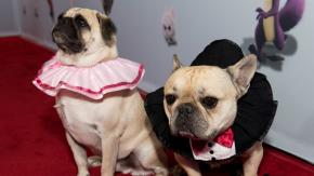 ¿Lo comprarías?: Dolce & Gabbana lanza exclusivo perfume para perros ¿Lo comprarías?: Dolce & Gabbana lanza exclusivo perfume para perros