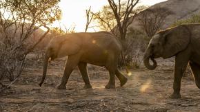 Elefantes, cebras e hipopótamos: Namibia sacrificará más de 700 animales salvajes para combatir hambre y sequía Elefantes, cebras e hipopótamos: Namibia sacrificará más de 700 animales salvajes para combatir hambre y sequía
