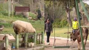 Granja en plena plaza de Estación Central: ¿Pueden convivir animales con los vecinos? Granja en plena plaza de Estación Central: ¿Pueden convivir animales con los vecinos?