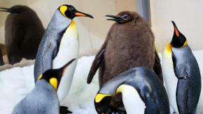 Pesto, el pingüino gigante que arrasa en internet: ya ha estado en TV y estrella mundial del pop es su principal admiradora Pesto, el pingüino gigante que arrasa en internet: ya ha estado en TV y estrella mundial del pop es su principal admiradora