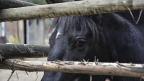 Grave caso de maltrato animal en Renca: Yegua muere ahorcada tras extenuante jornada de Fiestas Patrias Grave caso de maltrato animal en Renca: Yegua muere ahorcada tras extenuante jornada de Fiestas Patrias