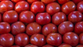¿Por qué los tomates ya no saben como los de antes?