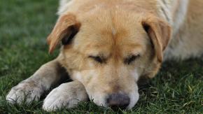 Nuevo caso de maltrato animal en Punta Arenas: Mataron a perro a balazos Nuevo caso de maltrato animal en Punta Arenas: Mataron a perro a balazos