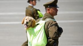 Así fue el esperado paso del Grupo Canino de Carabineros por la Parada Militar 2024