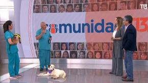 Fundación Stuka: La importancia de la adopción responsable de perritos | Comunidad T13 