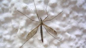 Muchos las confunden con zancudos: Las típulas, el gigantesco insecto que nunca debes matar