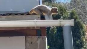 Capturan en una casa a mono que deambulaba por las calles de Quilpué: Fue atrapado por vecino