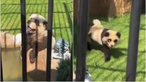 Escándalo en zoológico de China: Descubren que pandas en exhibición eran perros pintados