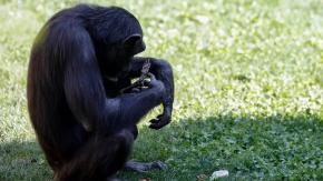 El largo adiós de Natalia: Chimpancé soltó el cuerpo de su cría fallecida tras siete meses de duelo El largo adiós de Natalia: Chimpancé soltó el cuerpo de su cría fallecida tras siete meses de duelo