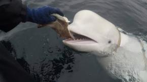 Encuentran muerta a Hvaldimir, la ballena blanca "espía" de Rusia Encuentran muerta a Hvaldimir, la ballena blanca "espía" de Rusia