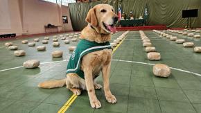 Perro policial logra histórica incautación de droga en La Araucanía: Encontró 161 kilos de marihuana Creepy