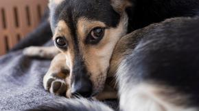 Municipalidad de Punta Arenas y Colmevet anuncian querella contra sujeto acusado de asesinar y violar a perro Municipalidad de Punta Arenas y Colmevet anuncian querella contra sujeto acusado de asesinar y violar a perro