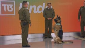 Desde bailar cueca a detectar explosivos: Perros de Carabineros se preparan para la Parada Militar