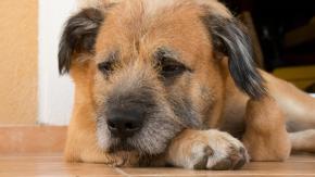 Vecinos agredieron a sujeto acusado de matar y violar a perro en Punta Arenas Vecinos agredieron a sujeto acusado de matar y violar a perro en Punta Arenas