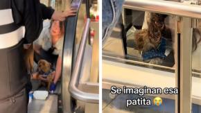 Perro quedó atrapado en escalera mecánica: ¿Cuál es la manera correcta de llevar las mascotas en los malls?