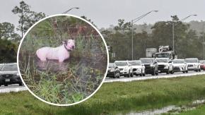 Indignante: Perro fue amarrado a poste y abandonado en medio de evacuaciones por llegada de huracán Milton