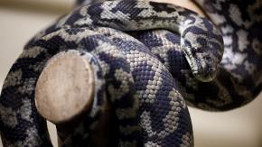 Encuentran a la serpiente pitón buscada en Valparaíso: Estaba en el departamento de su dueño Encuentran a la serpiente pitón buscada en Valparaíso: Estaba en el departamento de su dueño