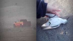Vuelco en caso de sujeto que mató a aves en playa de Ritoque: conductor acusado dice que le clonaron la patente Vuelco en caso de sujeto que mató a aves en playa de Ritoque: conductor acusado dice que le clonaron la patente