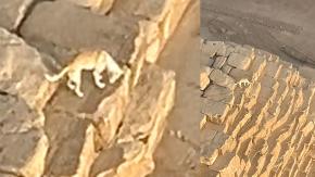 Graban a perro en la cima de la gran pirámide de Giza en Egipto: Le estaba ladrando a los pájaros 