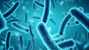 Qué es Listeria, la bacteria por la que el Minsal declaró alerta alimentaria (y cuál es la población de mayor riesgo) Qué es Listeria, la bacteria por la que el Minsal declaró alerta alimentaria (y cuál es la población de mayor riesgo)