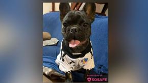 Usuario de SOSAFE reporta que su mascota sufrió el robo de camiseta de Colo Colo: "Sin vergüenzas" 