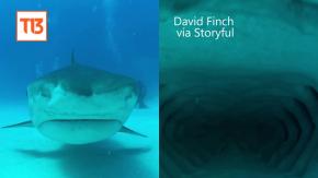 VIDEO | Tiburón se tragó celular de turista y captó impresionantes imágenes de su interior VIDEO | Tiburón se tragó celular de turista y captó impresionantes imágenes de su interior
