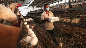 Estudio habría resuelto dilema sobre el "huevo o la gallina"