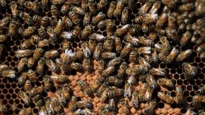 Hombre pierde la vida tras ser atacado por más de un centenar de abejas