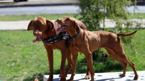 Estudio revela cuáles son las razas de perros más inteligentes Estudio revela cuáles son las razas de perros más inteligentes