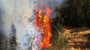 Senapred solicita evacuar cuatro sectores de la región de Valparaíso por incendio forestal