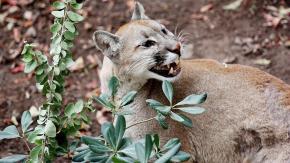 Puma muere atropellado en Los Lagos: SAG pide conducir con cuidado para evitar "pérdida de ejemplar valioso"