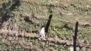 Dron policial logra encontrar a niña desaparecida en La Pampa argentina Dron policial logra encontrar a niña desaparecida en La Pampa argentina