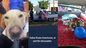 Tuvo velorio y funeral con corteja: La emotivo despedida que le dio Buin al perrito "Rusio Aventuras"