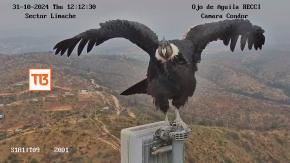 El impactante registro de un cóndor en Limache: Posó por 15 horas frente a una cámara