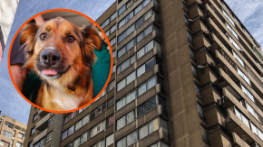 Corte Suprema confirma fallo que condenó a condominio por multar a sus residentes que tenían mascotas