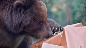 Hombre llegó a su casa y se encontró con un oso acurrucado en su living