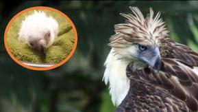 Muere polluelo de águila filipina en intento de preservar especie amenazada 