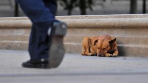 Detienen a hombre acusado de mutilar con un machete a un perro Detienen a hombre acusado de mutilar con un machete a un perro