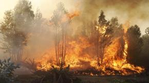 Decretan Alerta Roja en Pumanque por incendio forestal: Cuatro brigadas y un helicóptero combaten las llamas Decretan Alerta Roja en Pumanque por incendio forestal: Cuatro brigadas y un helicóptero combaten las llamas