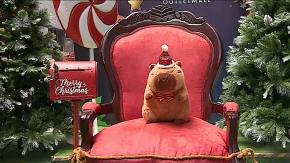 Capibara: El fenómeno que se toma la navidad y el regalo más esperado por los pequeños Capibara: El fenómeno que se toma la navidad y el regalo más esperado por los pequeños