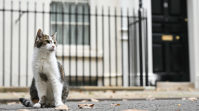 El conmovedor reencuentro entre un hombre y su gato que estuvo perdido más de 11 años