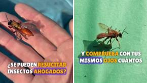 Experto muestra cómo ‘resucitar’ insectos ahogados que caen en la piscina: entregó recomendaciones para salvarlos